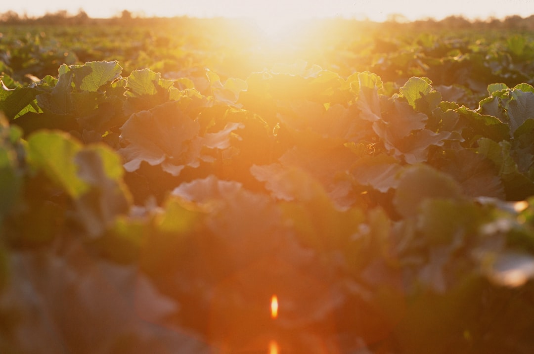 Sunlit organic farm field with rows of vegetables